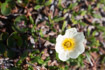 A delicate yellow and white arctic flower grows over a flat layer of ground cover at Mushamna in Spitzbergen