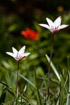 Delicate red and white flowers in rich green grass at the end of spring in Kashmir