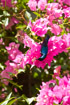 Close-up of a sunbird with bright pink flowers on the outskirts of Ranthambore park, Rajasthan