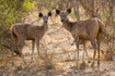 Two sambar deer look towards an unexpected noise and prepare to run.