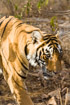 Close shot of a male tiger in Ranthambore Park, India