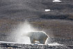 An adult polar bear shakes itself dry after walking ashore onto a shingle beach in Mushamna, Spitzbergen