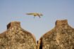 A ground squirrel in mid-air jumps between walls of the Jodhpur fort