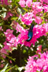Close-up of a sunbird with bright pink flowers on the outskirts of Ranthambore park, Rajasthan