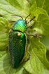 Metallic green beetle by a roadside on the Bolaven Plateau Laos
