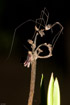 Long legged spider and a small red cricket on a twig in the forest near Luang Prabang Laos